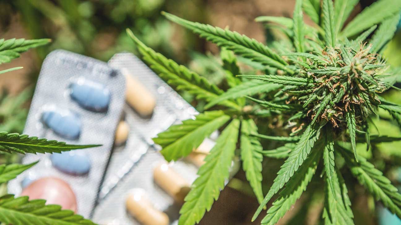 Gerenciamento de Doenças Crônicas com Cannabis – Um Guia Completo